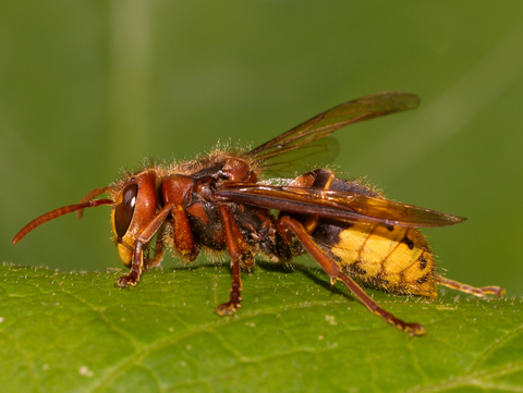 Yellow hornet store